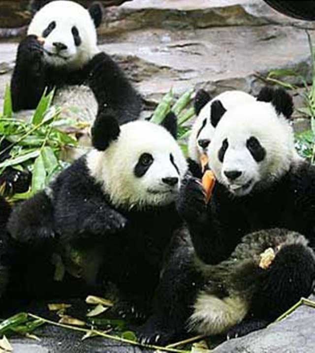 长隆野生动物世界熊猫中心 长隆野生动物世界熊猫中心