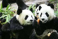 长隆野生动物世界熊猫中心有什么好看的