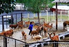 南山文化旅游区鹿苑有什么好看的