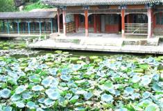 圆明新园曲院风荷有什么好看的