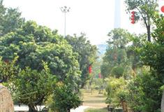 南海神庙鸡蛋花树林有什么好看的