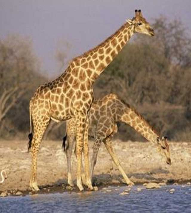 长隆野生动物世界长颈鹿广场 长隆野生动物世界长颈鹿广场