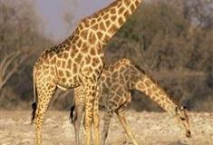 长隆野生动物世界长颈鹿广场有什么好看的