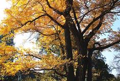 红螺寺雌雄银杏有什么好看的