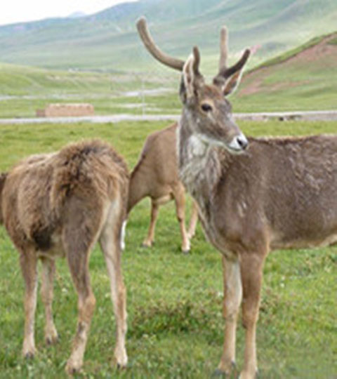 长隆野生动物世界10582