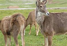 长隆野生动物世界白唇鹿有什么好看的