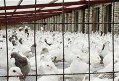 南山文化旅游区鸽场有什么好看的