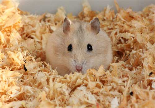 长隆野生动物世界小白鼠 长隆野生动物世界小白鼠