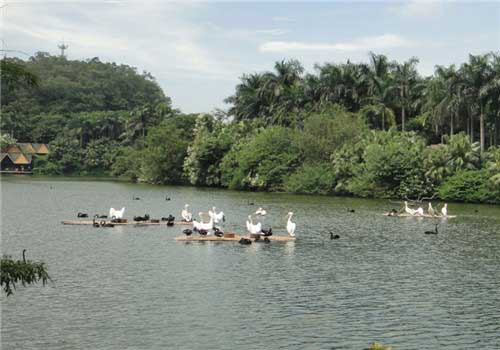 长隆野生动物世界天鹅湖