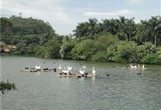 长隆野生动物世界天鹅湖有什么好看的