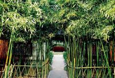 恭王府竹子院有什么好看的