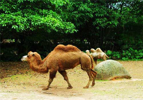 长隆野生动物世界双峰骆驼