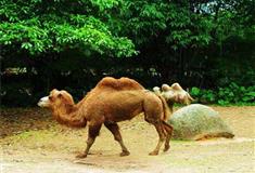 长隆野生动物世界双峰骆驼有什么好看的