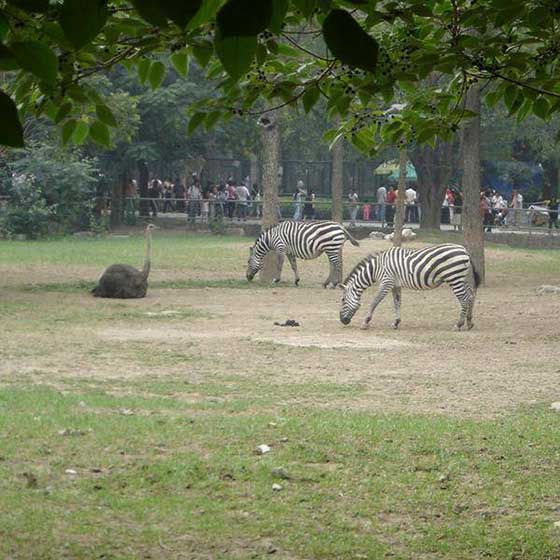 北京动物园11346