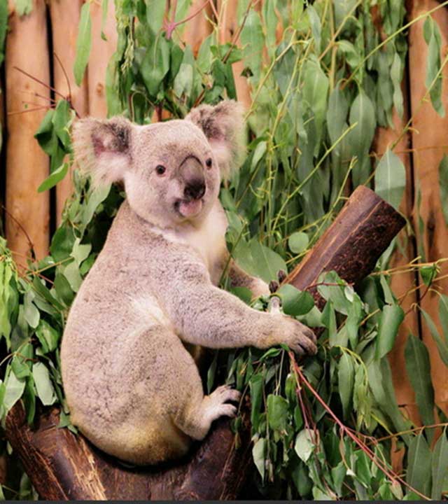长隆野生动物世界考拉科普课堂