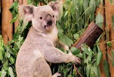 长隆野生动物世界考拉科普课堂有什么好看的