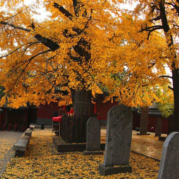 嵩山少林寺10644