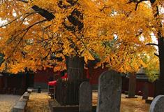 嵩山少林寺罗汉树有什么好看的