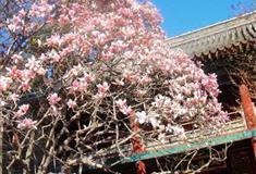 潭柘寺二乔玉兰有什么好看的