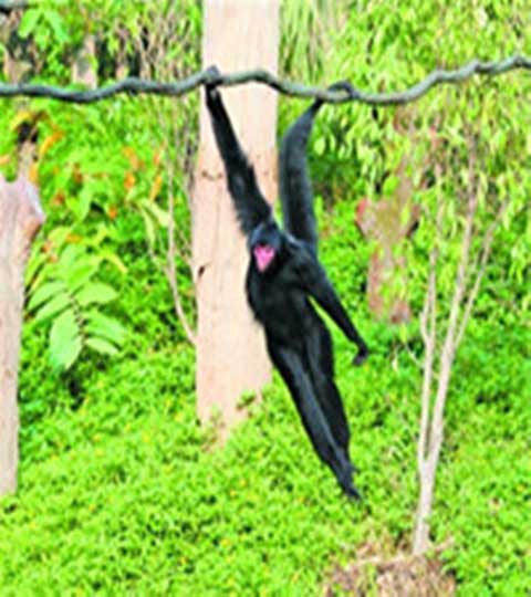 长隆野生动物世界吼猴谷