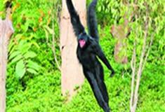 长隆野生动物世界吼猴谷有什么好看的