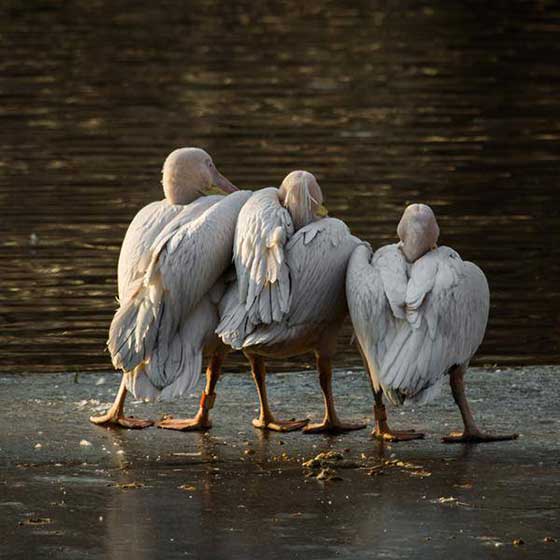 北京动物园11341