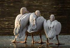 北京动物园水禽湖有什么好看的