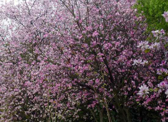 湛江湖光岩风景区11716