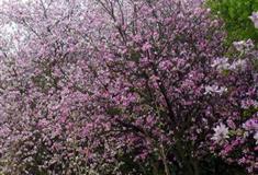 湛江湖光岩紫荆林有什么好看的