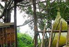 东莞隐贤山庄仙人床有什么好看的