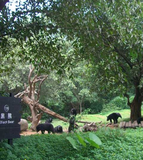 长隆野生动物世界猛兽地带