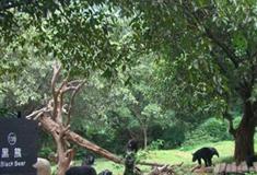 长隆野生动物世界猛兽地带有什么好看的