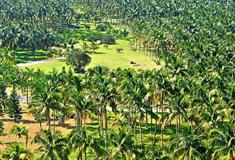 湛江湖光岩椰子林有什么好看的