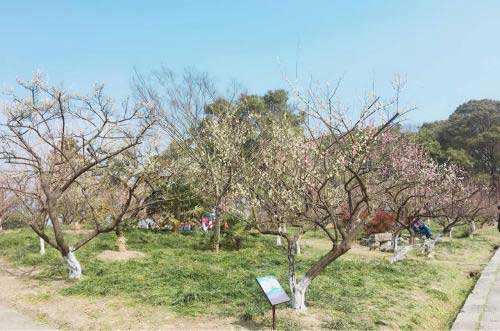 上海大观园梅园