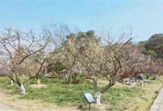 上海大观园梅园有什么好看的