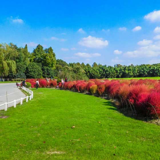 上海世纪公园12011