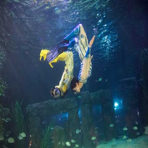 小梅沙海洋世界12372