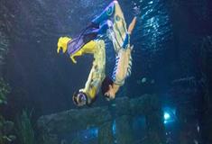 小梅沙海洋世界海底剧场有什么好看的