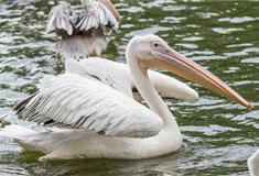 长隆飞鸟乐园鹈鹕湾有什么好看的