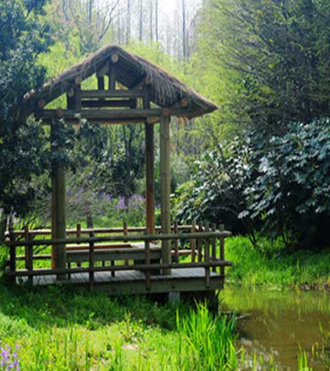 上海世纪公园玉兰花林