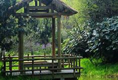 上海世纪公园玉兰花林有什么好看的