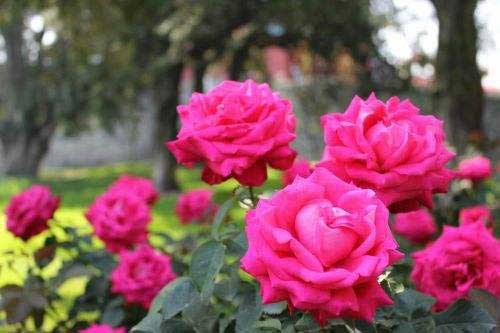 天坛公园月季园 天坛公园月季园