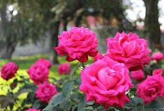 天坛公园月季园