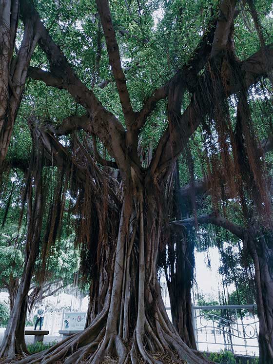广州流花湖公园12105