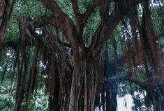 流花湖公园榕岛有什么好看的