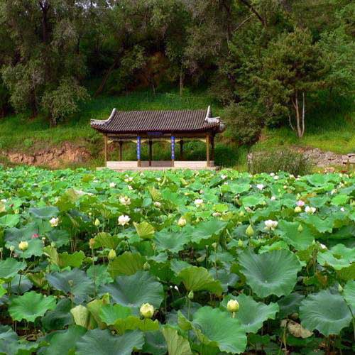 避暑山庄石矶观鱼