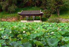 避暑山庄石矶观鱼有什么好看的