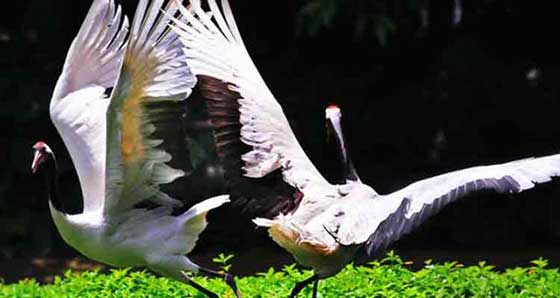 长隆飞鸟乐园12404