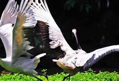 长隆飞鸟乐园仙鹤湾有什么好看的