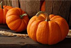 长隆飞鸟乐园惊奇瓜果园有什么好看的